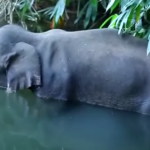 Pregnant Elephant Dies After Eating Explosive Fruit-Trap