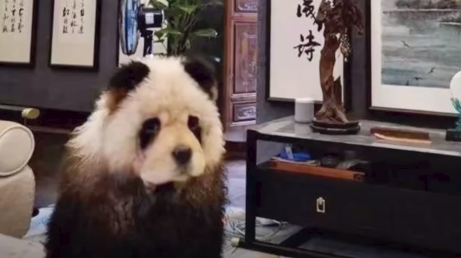 A Viral Video Of 'Panda' Taken For A Walk Sparks Outrage But Truth Left People In Shock