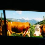 Homeopath Covers His Car In Cow Caca To Protect It From The Sun
