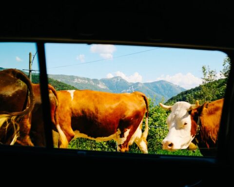 Homeopath Covers His Car In Cow Caca To Protect It From The Sun