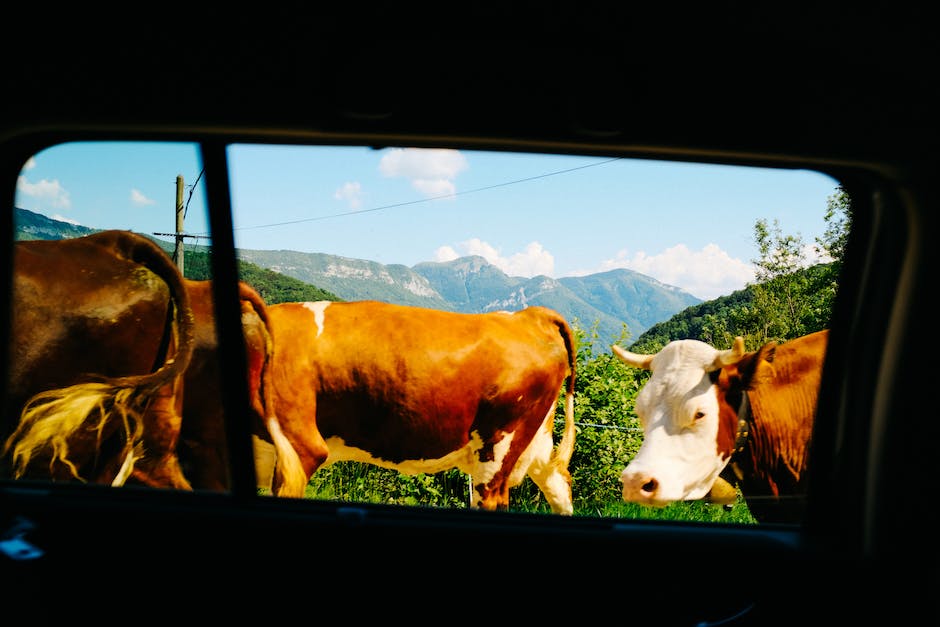 Homeopath Covers His Car In Cow Caca To Protect It From The Sun