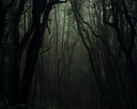 Dark forest evocative of the crime scene in Pali, Rajasthan.
