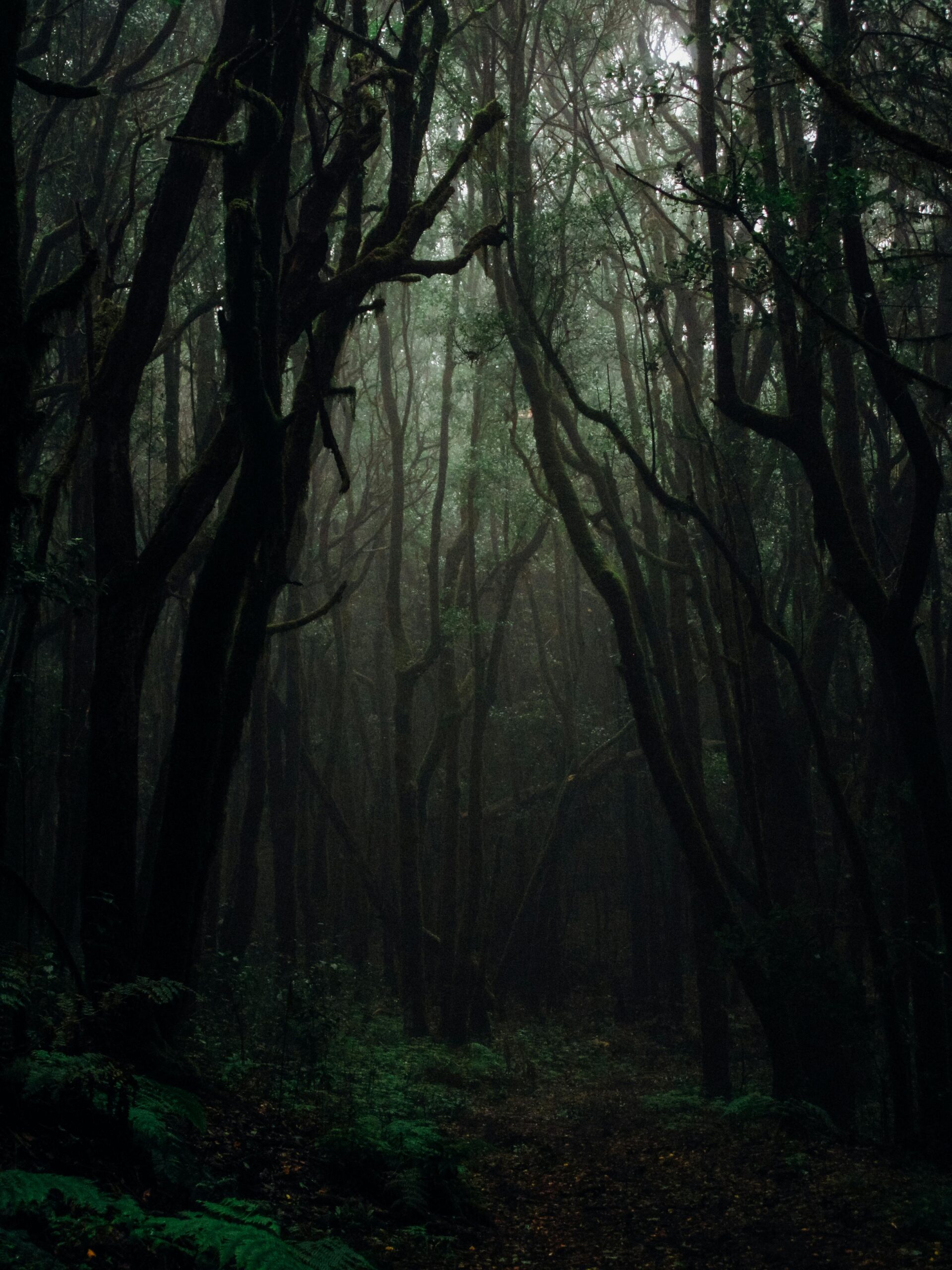 Forêt sombre, évocatrice du lieu du crime à Pali, Rajasthan.