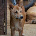 A stray dog on a city street (illustrative image)
