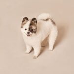 A Pomeranian puppy on a neutral background, illustrative photo; Coco, a 10-month-old Pomeranian, died at a Mexico City grooming salon.