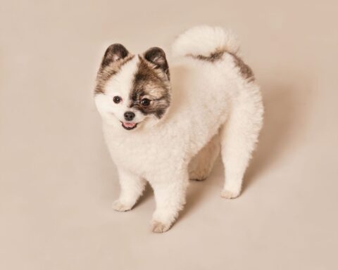 A Pomeranian puppy on a neutral background, illustrative photo; Coco, a 10-month-old Pomeranian, died at a Mexico City grooming salon.