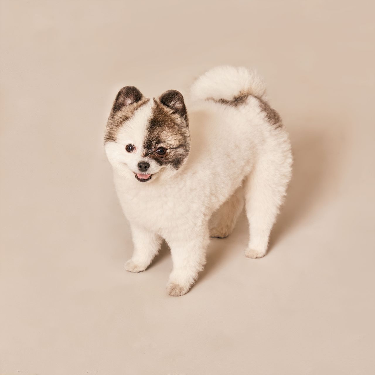 Un chiot loulou de Poméranie sur fond neutre, photo d'illustration; Coco, un poméranien de 10 mois, est mort dans un salon de toilettage de Mexico.